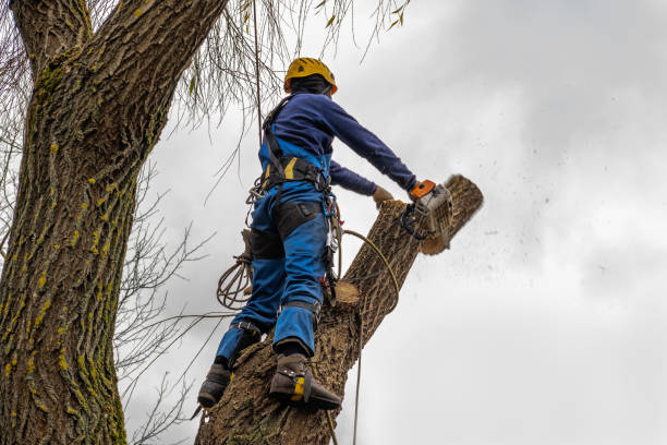 Best Tree Health Inspection  in Salamatof, AK